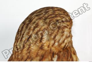 Tawny owl - Strix aluco 0031